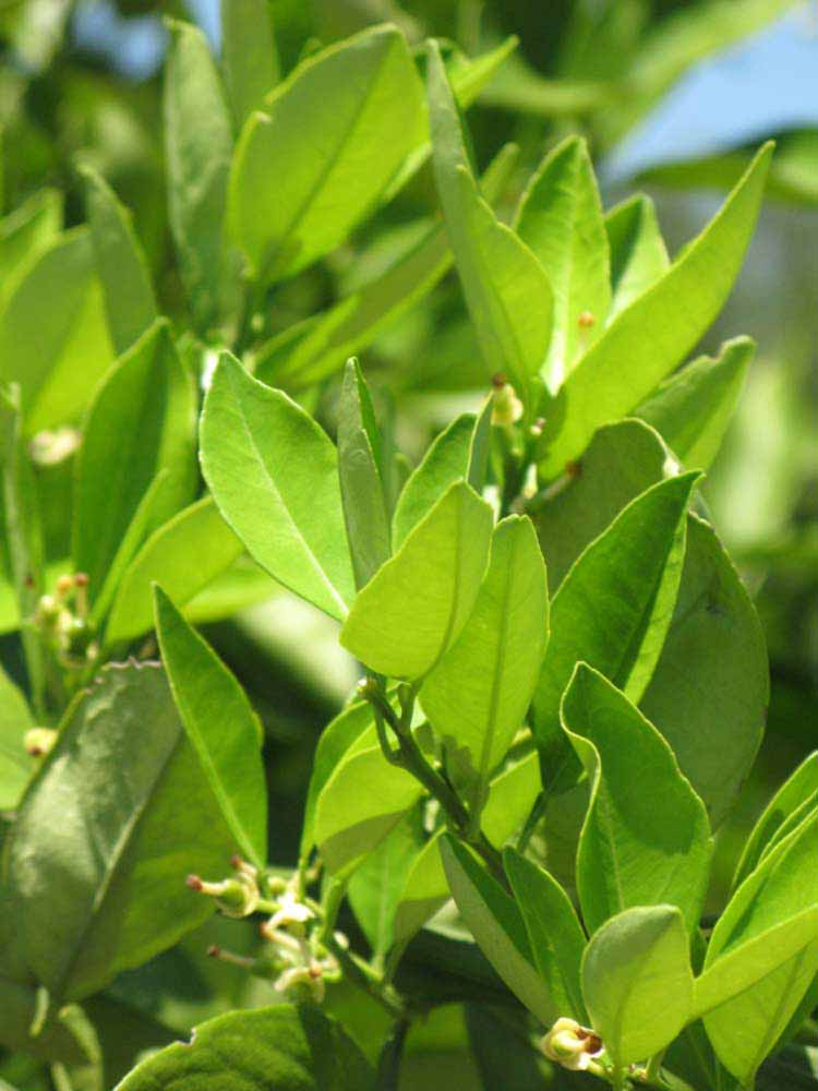              Sun leaves (Winter Haven, FL)       